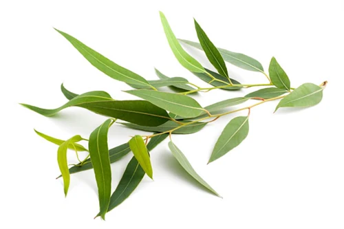 Eucalyptus Radiata Essential Oil
